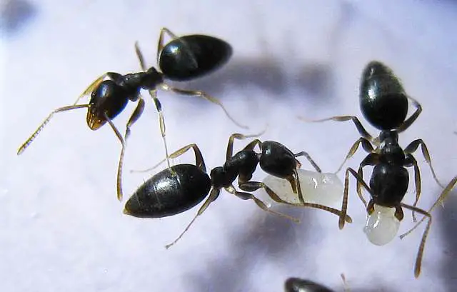 White footed Ants