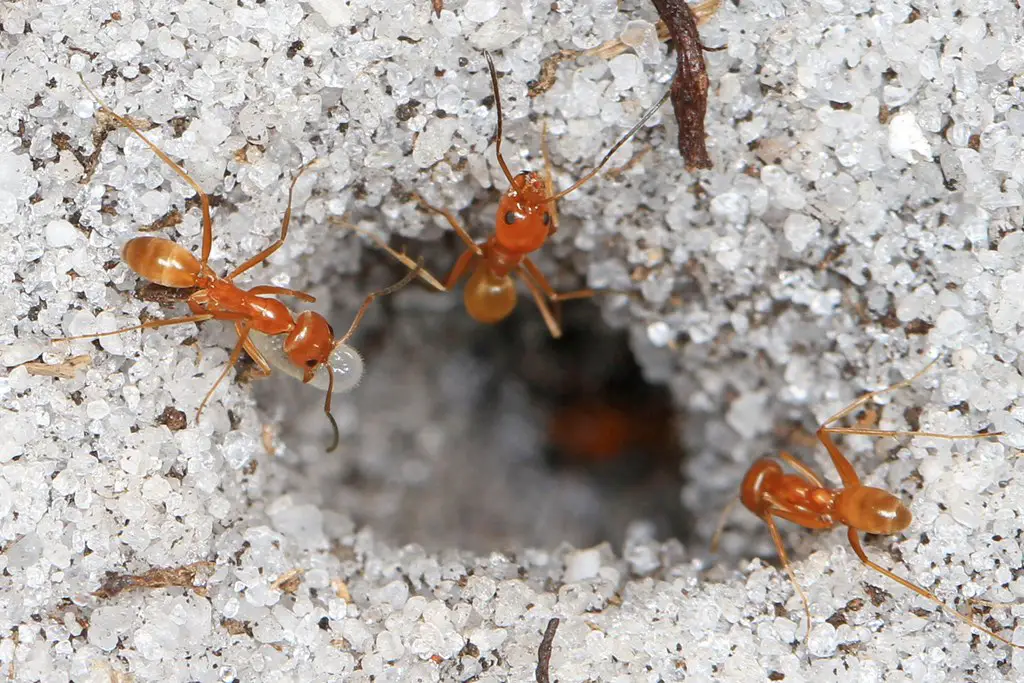 pyramid ants