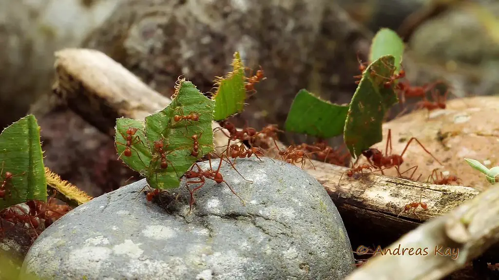 leafcutter Ants