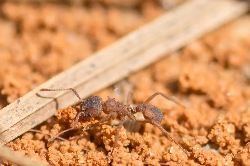 Northern Fungus Farming Ants