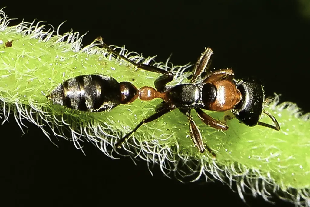 Graceful Twig Ants