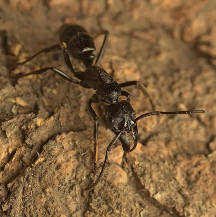 Giant African Stink Ants