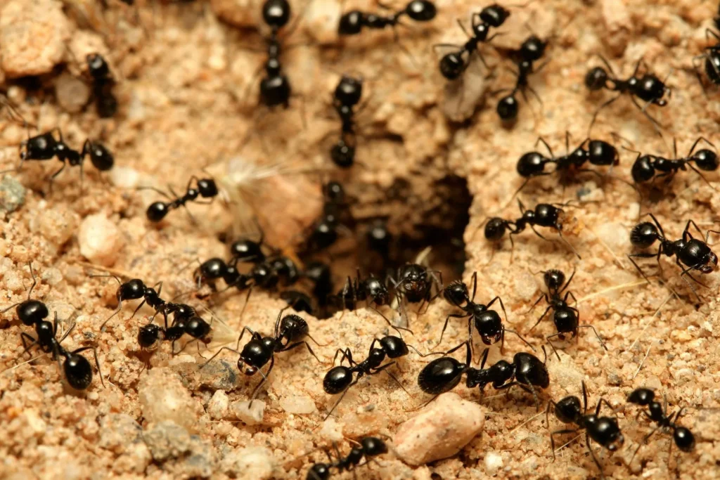 ants in arkansas