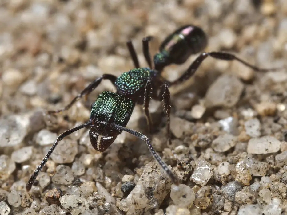 Green-Head Ants