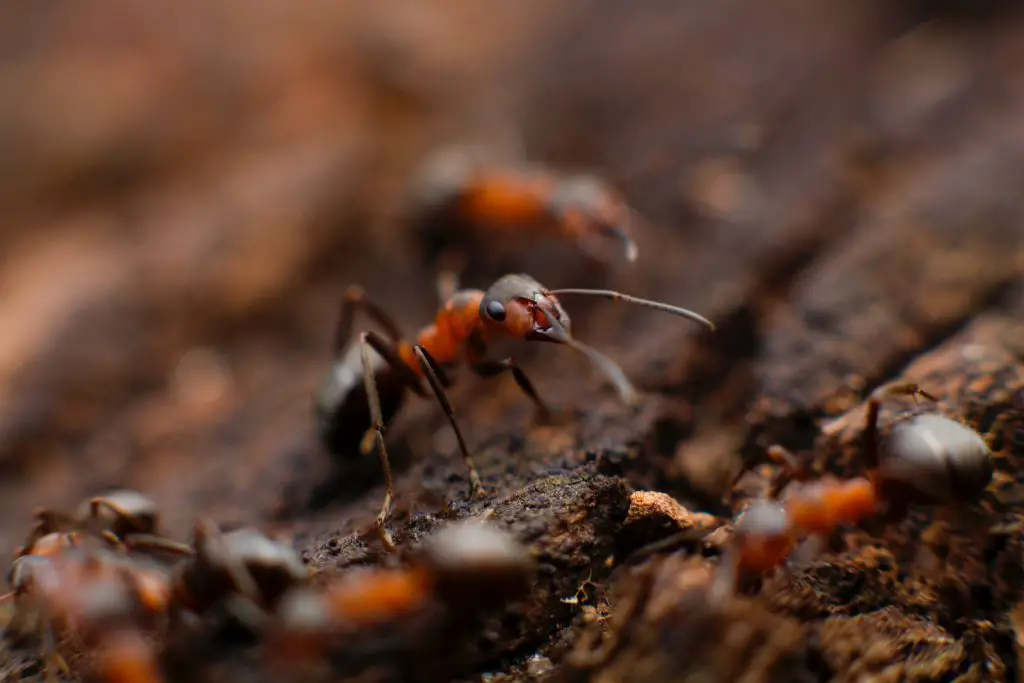 ants in colorado