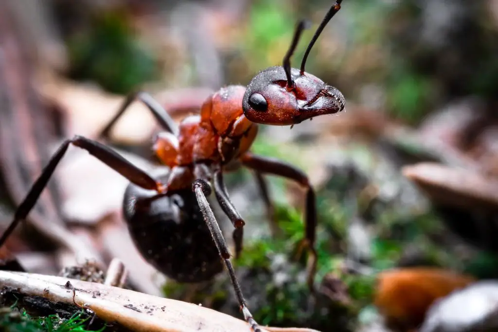 Red Ant on Brown Wooden Stick