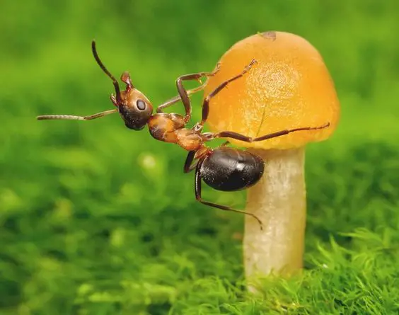 Ant on a mashroom
