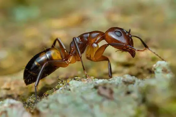 Argentine ants in Louisiana