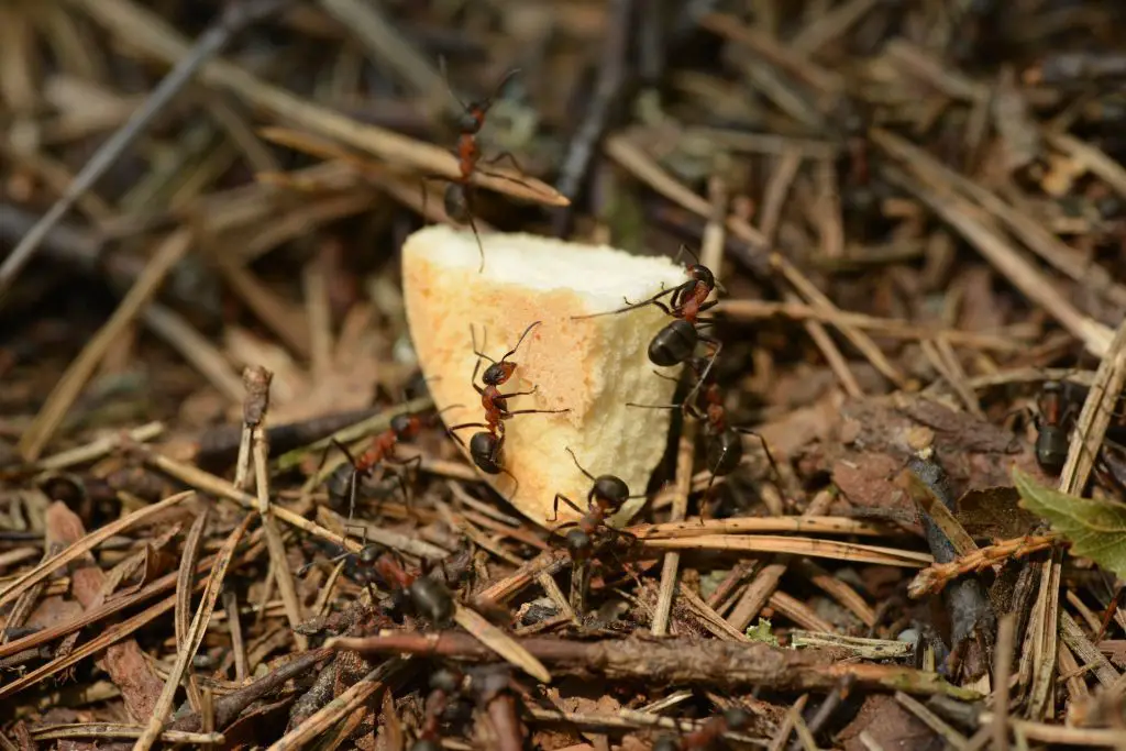 Picture of Carpenter Ants