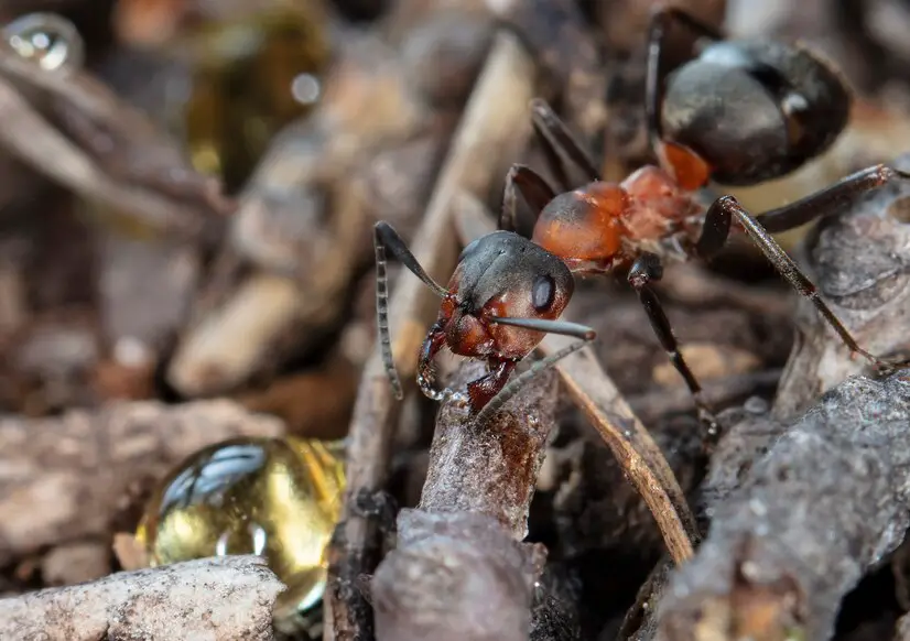 A picture of Carpenter Ants