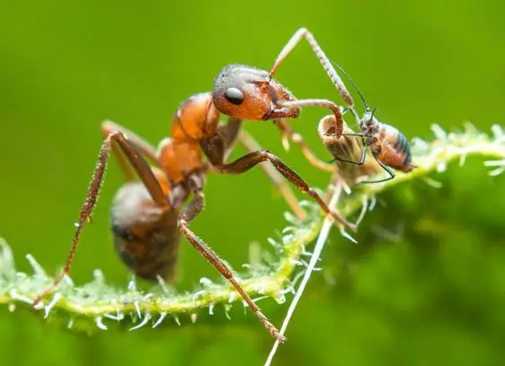 Explore diversity of ant species through beautiful picture.