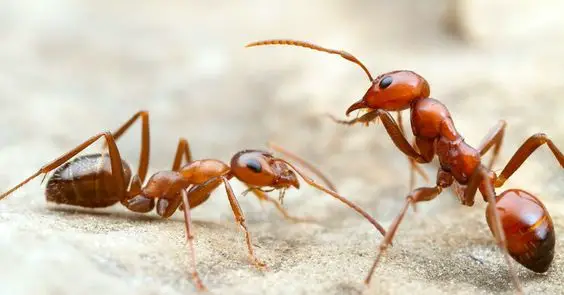 Picture of Field Ant