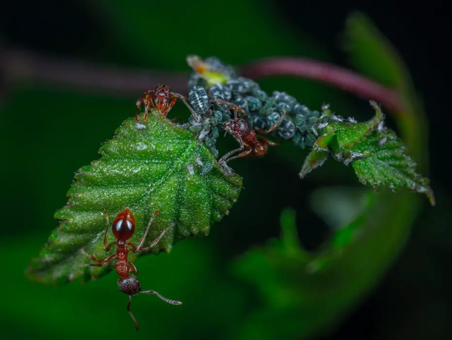Western Harvester Ants