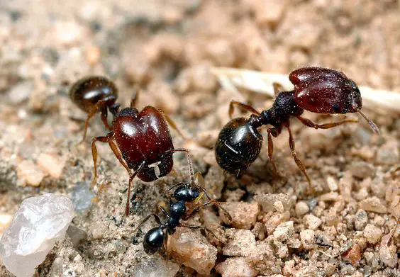 California Harvester Ants