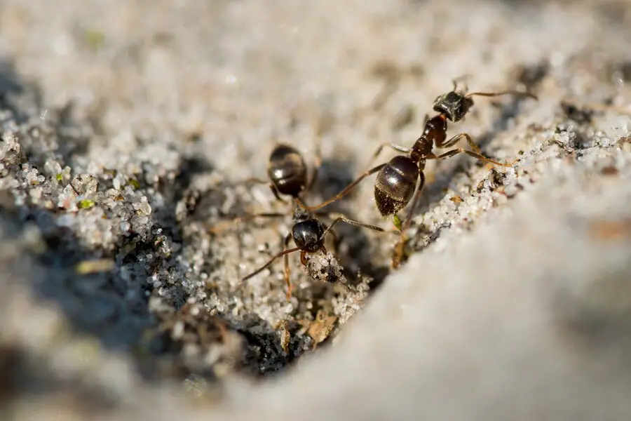 A picture of Odorous Ants
