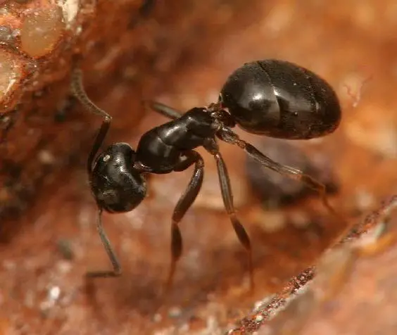 Odorous Ants