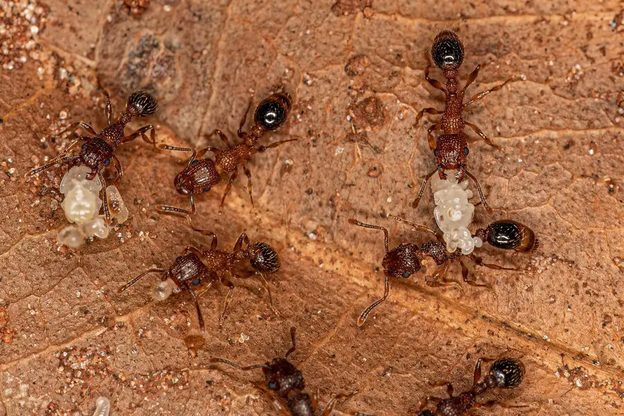 Pavement Ants (Tetramorium immigrants)