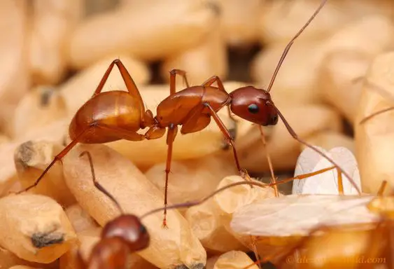 Camponotus Castaneus